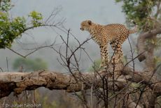 Gepard (31 von 41).jpg